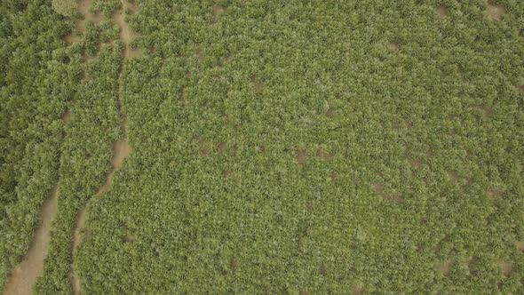 Kilimanjaro slopes woodland forest aerial drone view above the Kenyan countryside Birdseye pull back