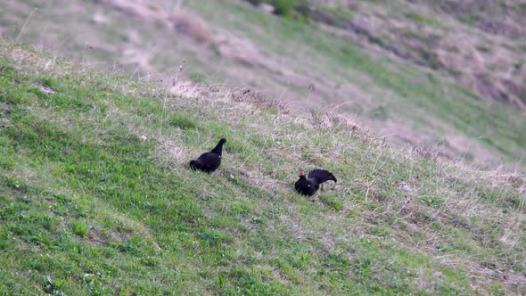 Caucasian Grouse