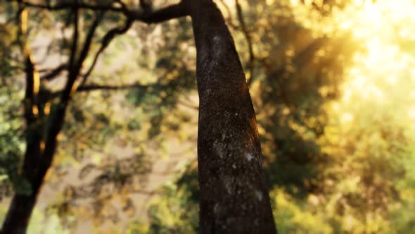 Foggy Forest in Early Morning