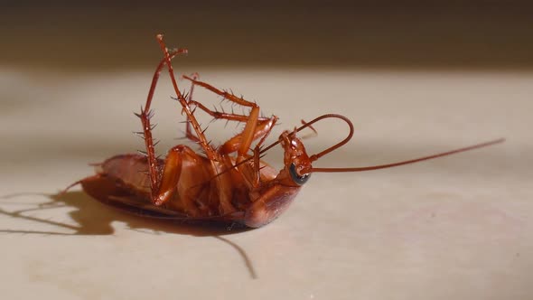 Cockroach lying upside down on floor in house and trying to get up on and stand close up, House cock