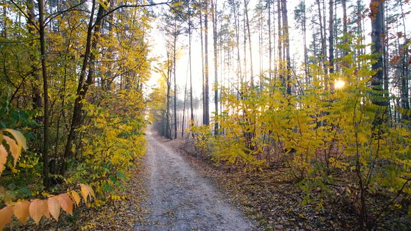 Autumn Forest Background Motion Cam