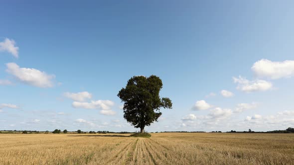 Time Lapse Of Lonely Oak Tree In The Field