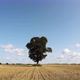 Time Lapse Of Lonely Oak Tree In The Field - VideoHive Item for Sale