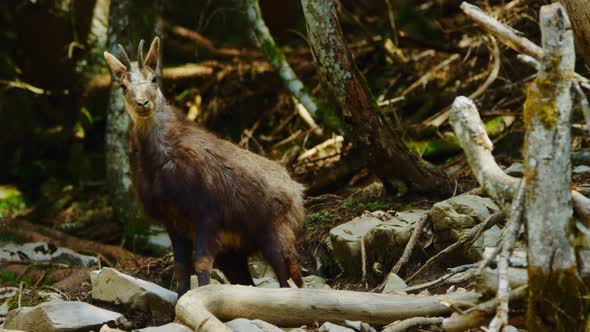 A chamois looks at the camera then looks away in a forest