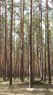 Vertical Video of Forest Landscape with Pine Trees in Summer Slow Motion