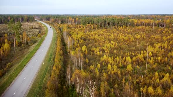 Beautiful aerial footage, flying over colorful autumn forest with yellow birches and firs, carsing o