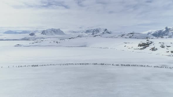 Aerial Flight Over Penguins Migration. Antarctica.