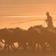 A Man Herding Horses 2 - VideoHive Item for Sale