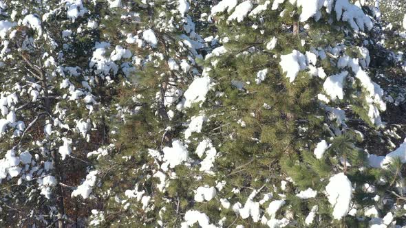Coniferous tree after snowing 4K drone video