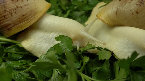 African giant snails