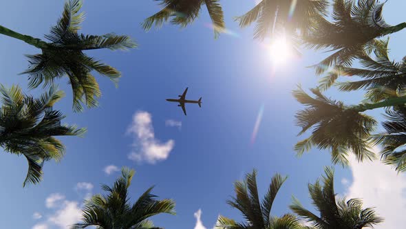 Palm Trees, Sun and Airplane