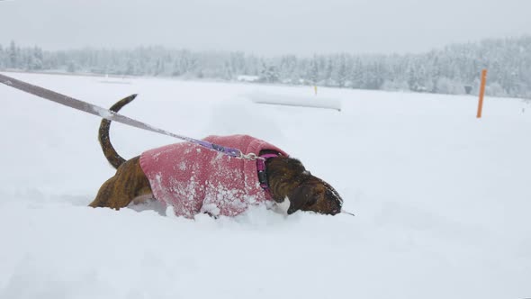 Dog Playing in the Snow