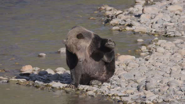 Grizzly Bear Scratching Belly on Shore of River