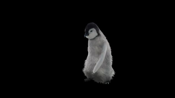 Penguin Dancing HD