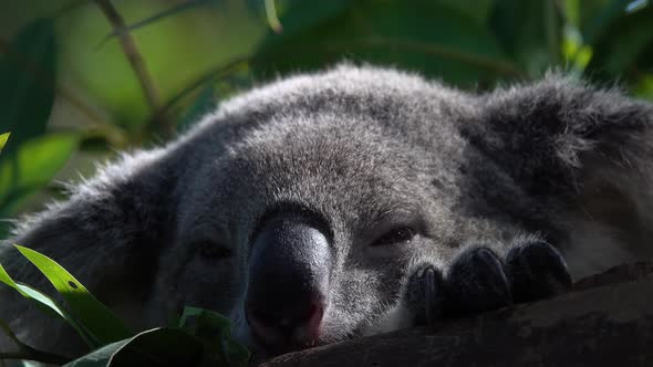 Koala Bear Phascolarctos Cinereus Sleeping on Tree Branch in Zoo