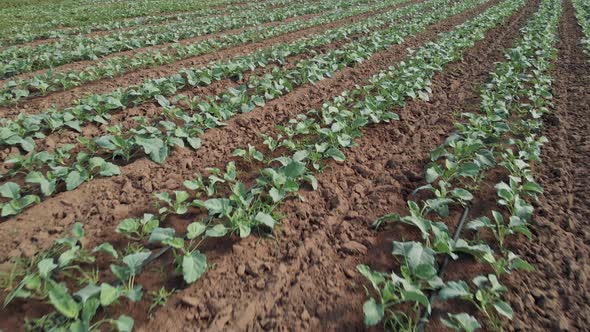 Rows of Young Cabbage Plants Growing on a Farm