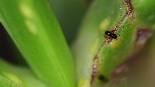 Tiny ants of the Brachymyrmex genus feed from liquid secreted by cochineals on a succulent plant.