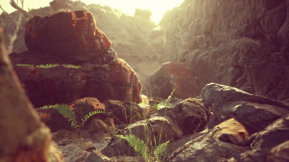 Lava Stone Field with Dead Trees and Plants