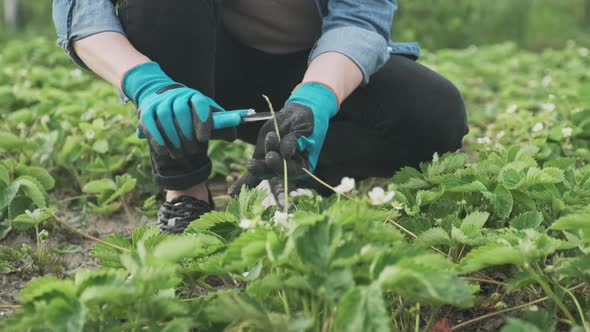 Spring Garden, Strawberry Beds, Female Gardener Cuts Secateurs Young Shoots of Plants. Seasonal