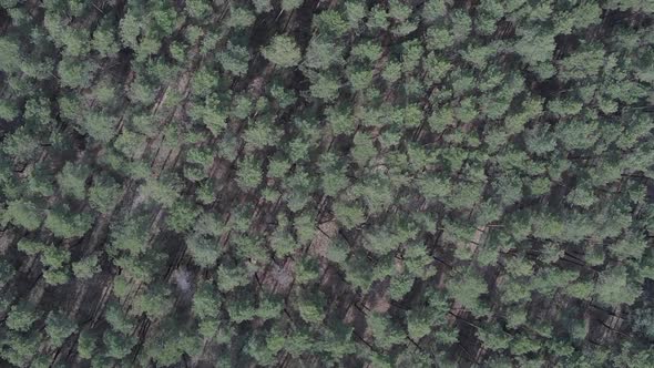 Vertical Video of Green Pine Forest By Day Aerial View