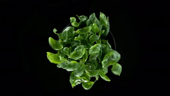 Super Slow Motion Shot of Rotating Exploded Fresh Basil Leaves on Black at 1000Fps