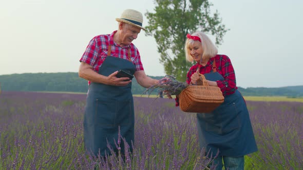 Senior Grandfather Grandmother Farmers Growing Lavender Holding Digital Tablet Examining Harvest