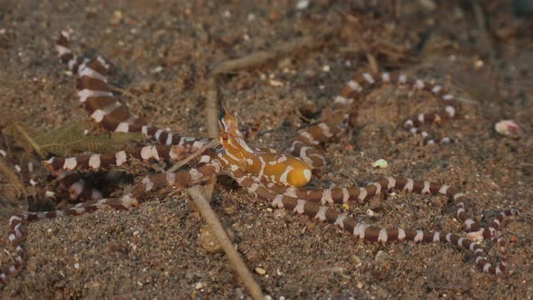 Wonderpus Octopus crawling over sand. A wonderpus Octopus crawling over a sand floor in Southern Ley