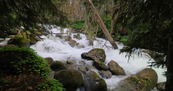 Mountain River in the Wood