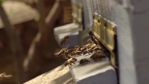 Bees Carry Fresh Nectar and Flower Pollen to the Hive