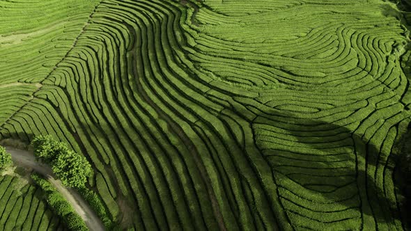 Green Tea Fields in Azores Island