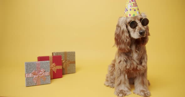 English Cocker Spaniel Wearing Party Hat and Many Gifts on a Yellow Background