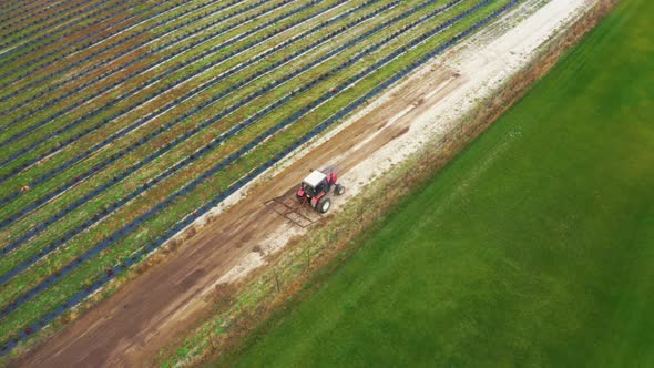 A Tractor Works in a Field on a Berry Farm. Aerial Footage