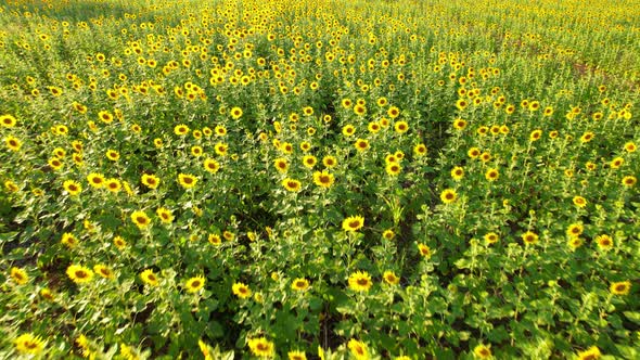 4K Top view on agriculture field with blooming sunflowers