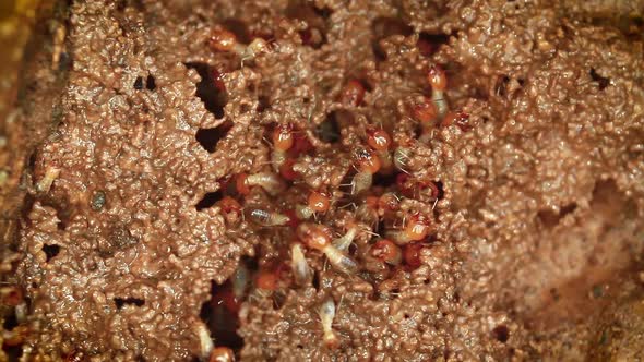 Termite in Bardia national park, Nepal