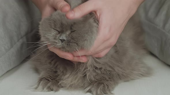 Portrait of an old British long-haired cat being stroked by a man, close up