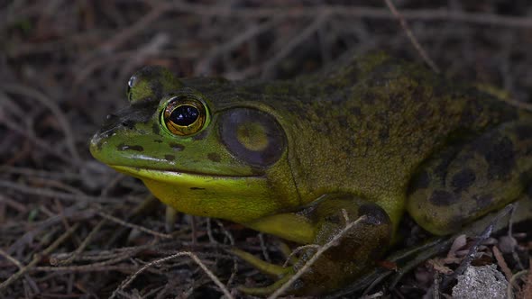 big bullfrog breathing close up slow motion