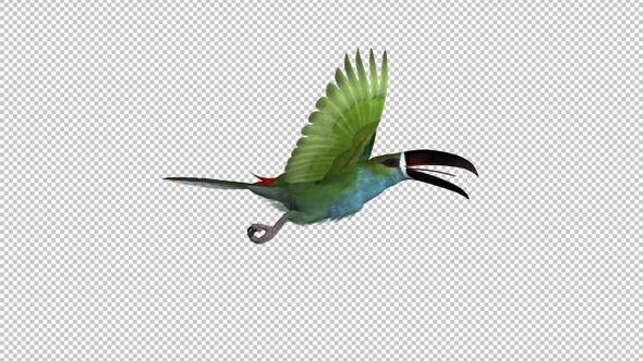 Toucan - II - Green Aracari - Flying Loop - Side View