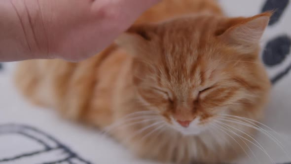 Man Is Stroking Cute Ginger Cat on White Couch