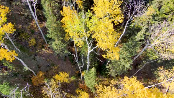 Straight down aerial view of aspen trees in autumn with yellow leaves then tilt up to reveal a majes