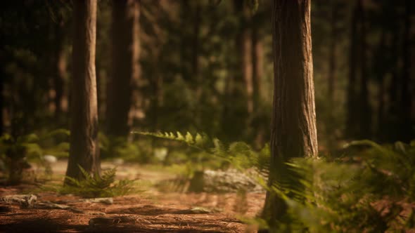 Early Morning Sunlight in the Sequoias of Mariposa Grove