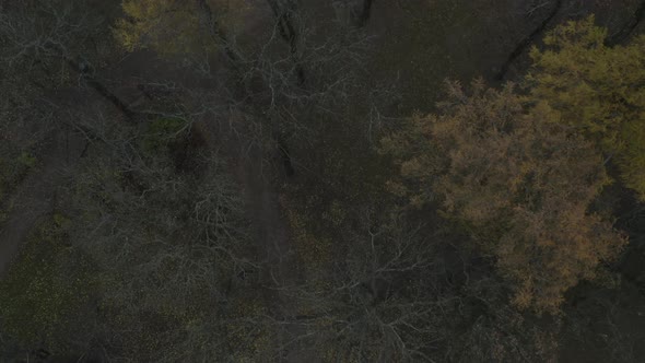 Drone top down view of trees in a city park in the autumn season. Tilt up.