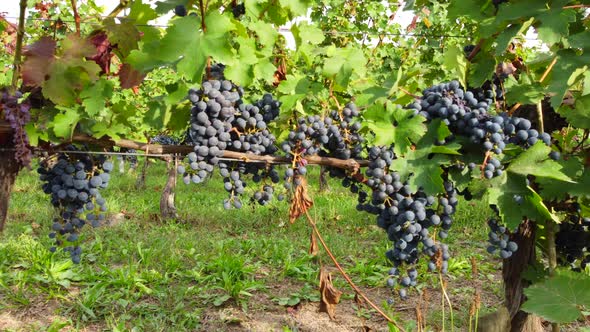 Red wine ripe grapes in vineyard agriculture field