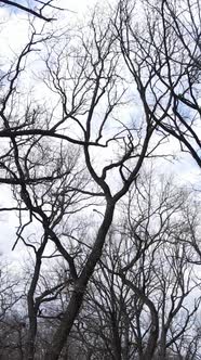 Vertical Video of the Forest with Trees Without Leaves