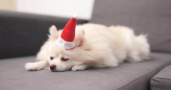 White Pomeranian dog with Santa Claus hat 