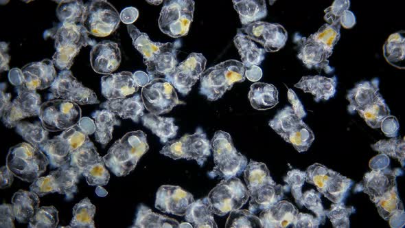 Colony of Rotifera Synchaeta Sp