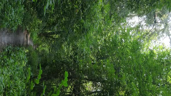 Vertical Video of Green Forest By Day