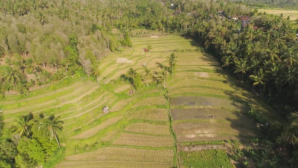 Rice Fields with Agricultural Land in Indonesia