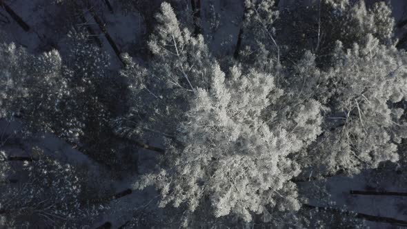 Ungraded Dlog Beautiful Snowy White Forest In Winter Frosty Day