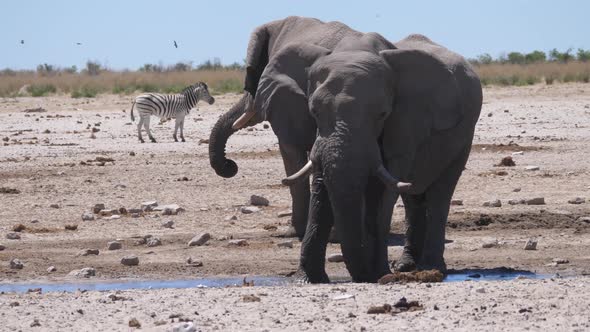 Elephant splashes himself with water 