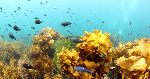 Fish species swimming around Kelp underwater. Slow motion